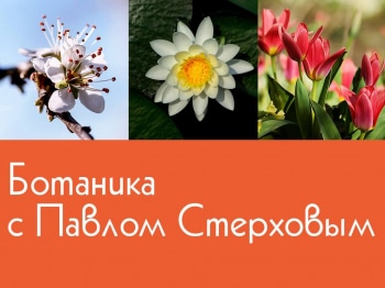 Ботаника-с-Павлом-Стерховым