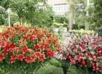 Цветочный-блюз:-ботанические-сады-Северной-Америки-2-серия