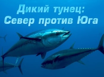 программа National Geographic: Дикий тунец: Север против Юга Рискованный бизнес