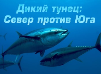 программа National Geographic: Дикий тунец: Север против Юга Тройные неприятности