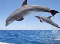 Династия-дельфинов