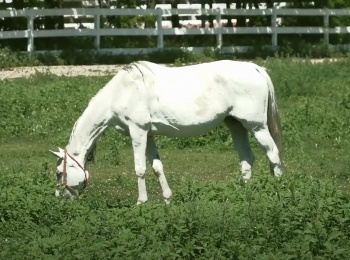 Екатерина-Петрова-Белый-конь