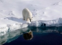 Есть-ли-будущее-у-полярных-медведей?