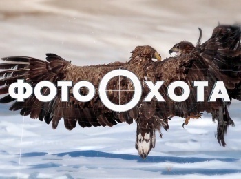 программа Охота: Фотоохота с Евгением Полонским 38 серия