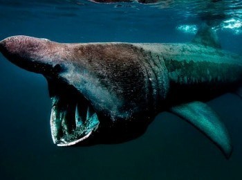 программа Русский Экстрим: Галапагос Царство гигантских акул