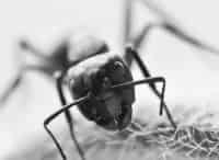 История-одного-муравейника