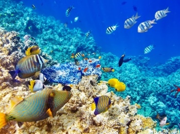 программа Морской: Коралловый риф Подводный мир Египта