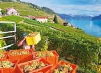 Мировые-сокровища-Виноградники-Лаво-в-Швейцарии-Дитя-трёх-солнц