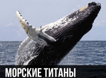 программа Русский Экстрим: Морские титаны: китовые песни