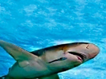 программа Морской: Один на один с акулой