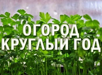 программа Загородная жизнь: Огород круглый год Фасоль