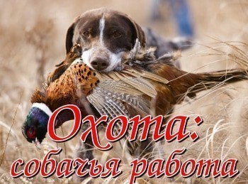 программа Охота: Охота: собачья работа Охота на фазана двумя породами собак: Эпаньольский Бретон и Драдхаар