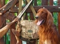 программа Охота: Охотничьи собаки 40 серия