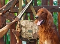 программа Охота: Охотничьи собаки 42 серия