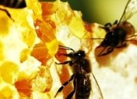 Пчеловодство в Башкирии кадры