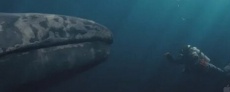 английские фильмы про китов