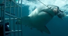 фильмы про белых акул