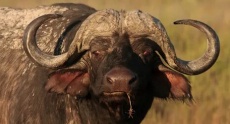 фильмы про буйволов