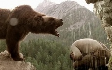 фильмы про медведей