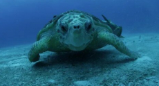  про морских черепах