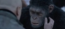 фильмы про шимпанзе