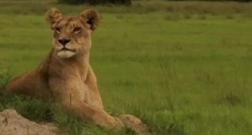 французские фильмы про львов