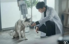 корейские фильмы про собак