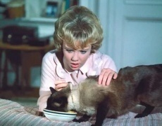 советские фильмы про котов и кошек
