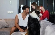 турецкие фильмы про собак