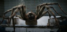 японские фильмы про гигантских пауков