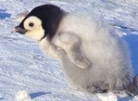 Птенец-снегов-История-пингвина