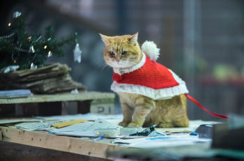 программа ТВ 1000: Рождество кота Боба