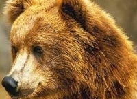 Русские-медведи