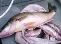 Рыбалка-на-Горьковском-водохранилище