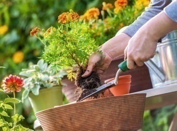программа Загородный: Садовые премудрости Как правильно выбрать посадочный материал