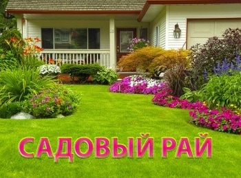 Садовый-рай-Флоксы