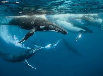 программа Русский Экстрим: Сколько стоит кит?