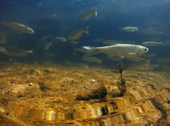 программа Охотник и рыболов: Там, где хозяйничают птицы и рыбы Лесная река