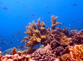 Выживание-на-коралловом-рифе