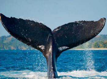 Заклинательница-китов