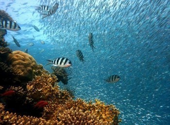 программа Морской: Жизнь на рифе 2 серия