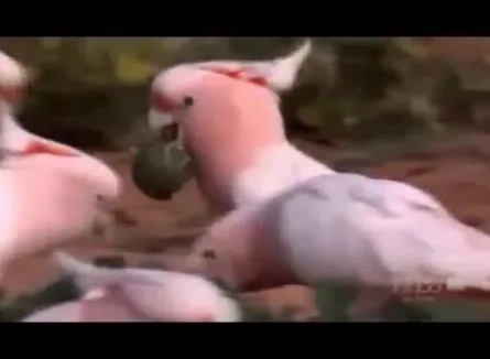 Австралия: страна попугаев кадры