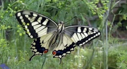 Бабочка махаон кадры