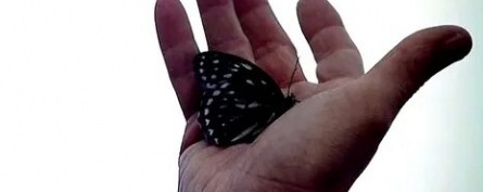 Бабочки-убийцы кадры