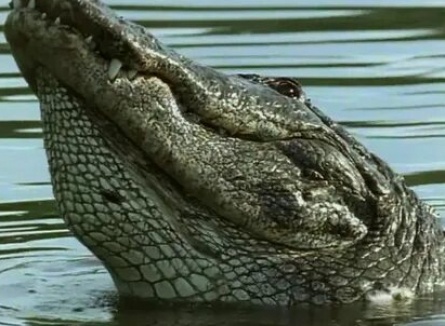 BBC: Крокодил кадры