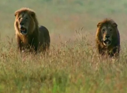 BBC: Львы. Поле битвы кадры