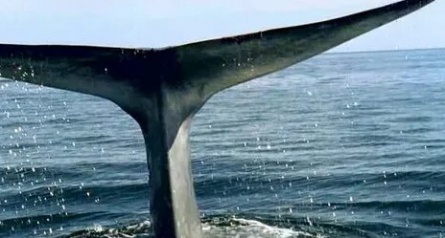 BBC: Морские гиганты кадры