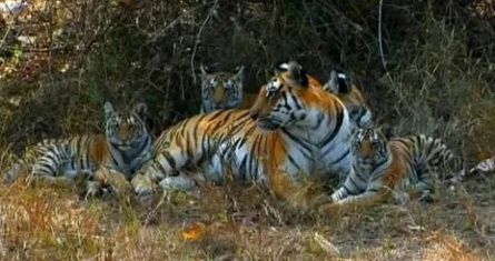 BBC: Тигр — Шпион джунглей кадры