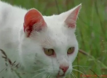 BBC: Загадочные кошки кадры
