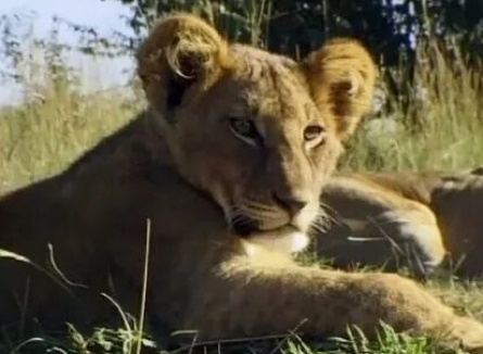 BBC: Жизнь львов кадры